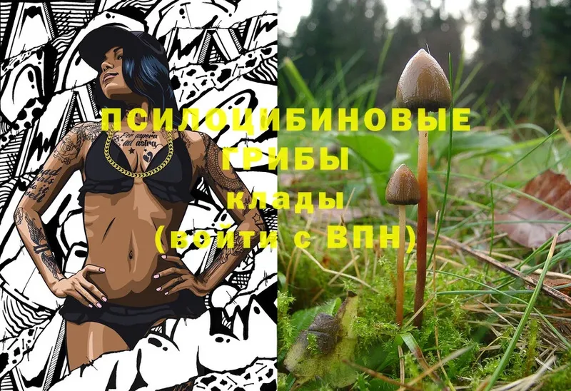 Псилоцибиновые грибы Psilocybe  Учалы 